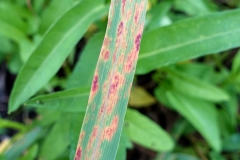 west-indian-lemongrass-cymbopogon-citratus-rust_24193809081_o