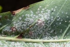 whiteflies-and-their-pupae-on-a-leaf_24914722271_o