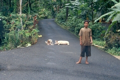 agroforestry-in-pohnpei-federated-states-of-micronesia-circa-2001_12819044124_o