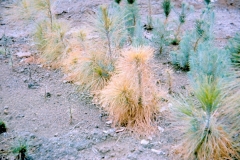 pine-root-rot-caused-by-phytophthora-cinnamomi-1961_11325641076_o