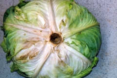 heart-rot-of-cabbage-caused-by-calcium-deficiency_9738810090_o