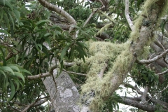 acacia-koa-epiphytic-infestation-by-lichens_40310297570_o