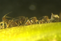 banana-aphids-pentalonia-nigronervosa-feeding_27118030599_o