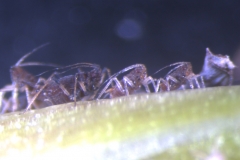 banana-aphids-pentalonia-nigronervosa-feeding_27118030669_o