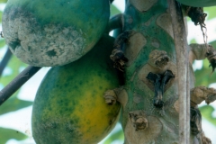 phytophthora-blight-of-papaya-caused-by-phytophthora-palmivora-fruit-blight_9786767013_o