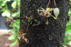 ants-and-aphids-on-cacao-flowers_15246898917_o