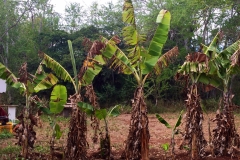 banana-musa-sp-poor-growth-due-to-lack-of-nutrition-fertilizer_15418384541_o