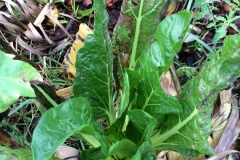 cercospora-leaf-spot-of-swiss-chard_14945002224_o