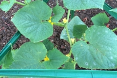 cucurbit-powdery-mildew_15311347822_o