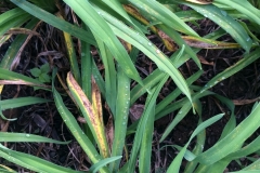 daylily-rust-caused-by-puccinia-hemerocallidis_15302479917_o