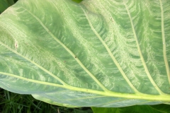 feathering-of-taro-leaf-veins_15354055047_o