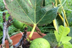 fig-rust-caused-by-cerotelium-fici_15360006896_o