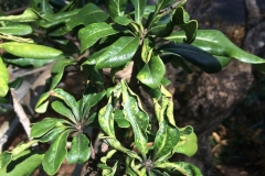 japanese-pittosporum-pittosporum-tobira-leaf-curling-caused-by-psyllid-feeding_15341689961_o