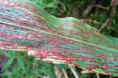 leaf-rust-of-sudex-hybrid-sorghum-sudan-grass_15516088911_o