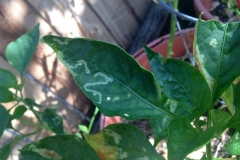 leafminers-on-pepper_15187519320_o