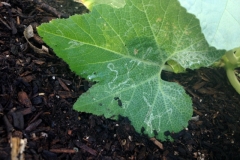 leafminers-on-squash_15373909032_o