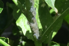 mealybugs-on-young-citrus-stem_15323309736_o