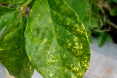 pikake-jasminum-sambac-foliar-mosaic-and-ringspot_15505862786_o