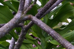 plumeria-stem-borer-lagocheirus-undatus_15463347952_o