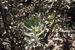 protea-pin-cushion-dieback-on-island-of-lanai-hawaii_15353090121_o