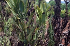 protea-pin-cushion-dieback-on-island-of-lanai-hawaii_15355953232_o