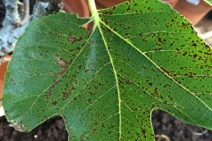 rust-of-edible-fig-ficus-carica-caused-by-cerotelium-fici_15288565066_o