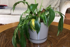 spathiphyllum-peace-lily-wilting-due-to-root-rot_15187475169_o