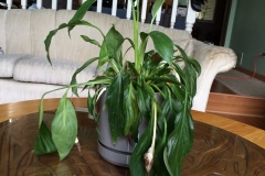 spathiphyllum-peace-lily-wilting-due-to-root-rot_15371061411_o
