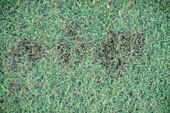 turf-bermudagrass-dollar-spot-prob-caused-by-sclerotinia-homoeocarpa_15489837762_o