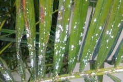 areca-palm-mealybugs_33686965633_o