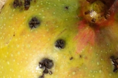 bacterial-black-spot-of-mango-caused-by-xanthomonas-citri-pv-mangiferae-indicae_35525566881_o