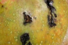 bacterial-black-spot-of-mango-caused-by-xanthomonas-citri-pv-mangiferae-indicae_35616210646_o