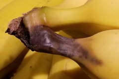 banana-crown-rot_34919314750_o