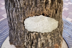 coconut-cocos-nucifera-hole-in-stem-filled-with-cement_35044413576_o