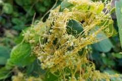 dodder-cuscuta-sp_35897785021_o