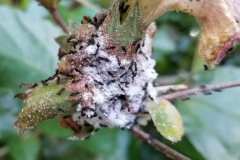 hibiscus-white-footed-ants-technomyrmex-albipes-tending-mealybugs_34746569292_o