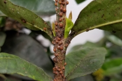 ixora-hemispherical-scale-saissetia-coffeae-and-sooty-mold_34730839064_o