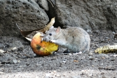 mango-mangifera-indica-rat-feeding-injury_35309310965_o