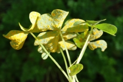 oxalis-rust-caused-by-puccinia-oxalidis_34173935040_o