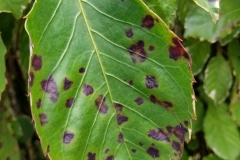 panax-polyscias-guilfoylei-bacterial-leaf-blight_34928225361_o