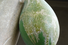 papaya-carica-papaya-mites-feeding-injury-and-latex-bleeding_34318654340_o