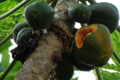 papaya-carica-papaya-rats-feeding-injury_34828453895_o