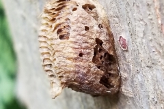 praying-mantis-egg-case-on-stem-of-breadfruit-artocarpus-altilis_34308929763_o