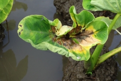 taro-colocasia-esculenta-leaf-blight_34078936483_o
