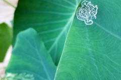 taro-colocasia-esculenta-spiraling-whitefly-aleurodicus-dispersus_35552136150_o