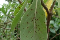 tree-heliotrope-tournefortia-argentea-rust-caused-by-uredo-wakensis_34627609113_o