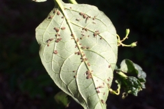 aphids-alate-apterous-on-a-leaf_16404378621_o
