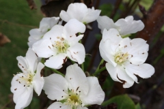 asian-pear-in-bloom_16186326062_o