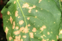 bougainvillea-leaf-spot_16030408390_o