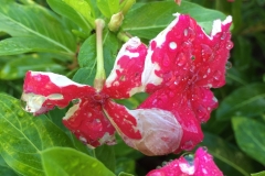 catharanthus-roseus-madagascar-periwinkle-botrytis-blight-of-flowers_15585887974_o